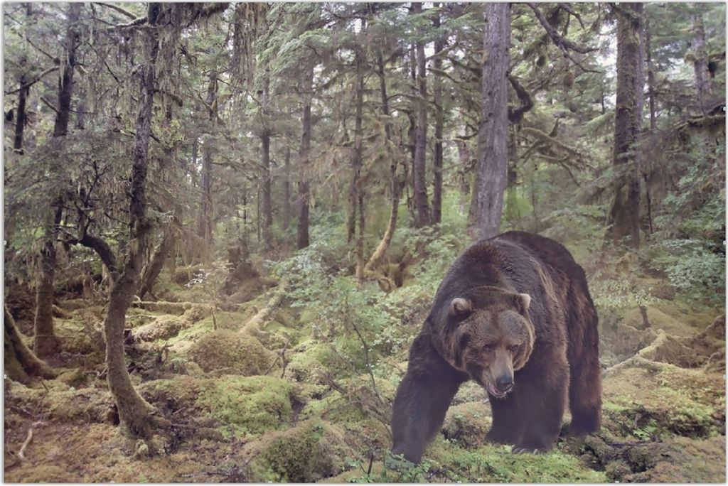 Wallario Wandbild Gefährlicher Grizzlybär im Wald, Größe: 61 x 91,5 cm, Poster mit rahmenlosen Bildhalter