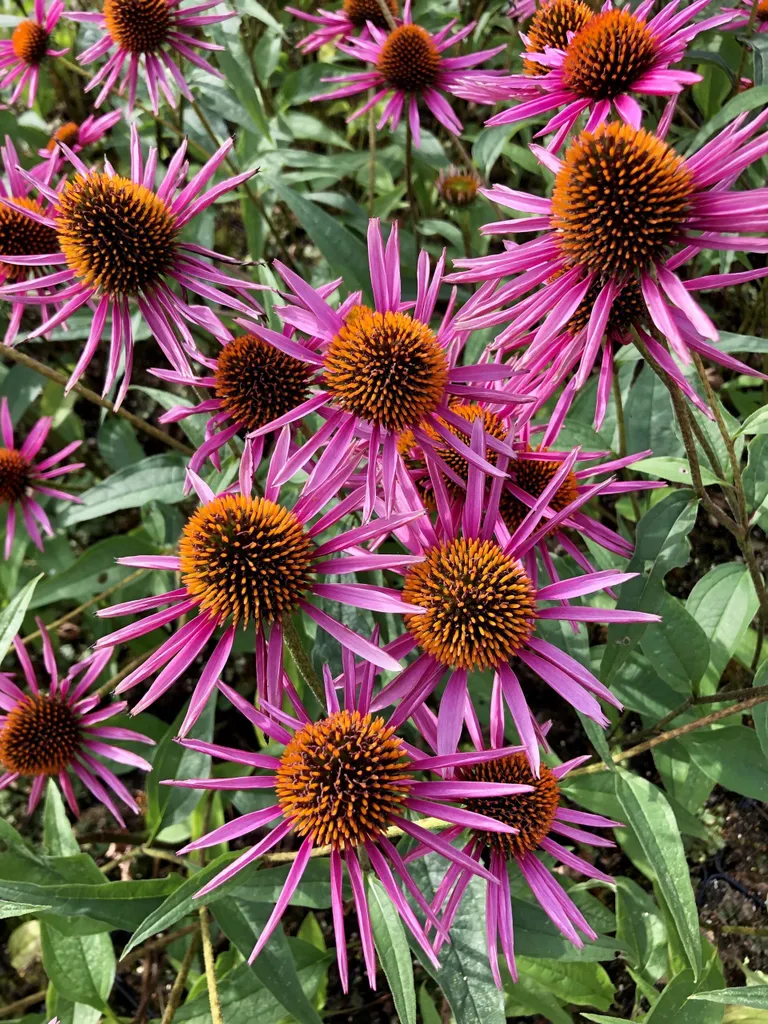 Aménagez votre Jardin de Soleil : 6 Échinacées Pica Bella en Pots
