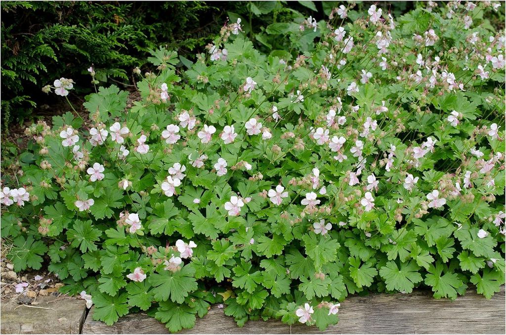 Stauden Gänge 3 x Geranium cantabrigiense 'Saint Ola' - Cambridge Storchschnabel - Strahlendes Weiß, das den Garten verzaubert