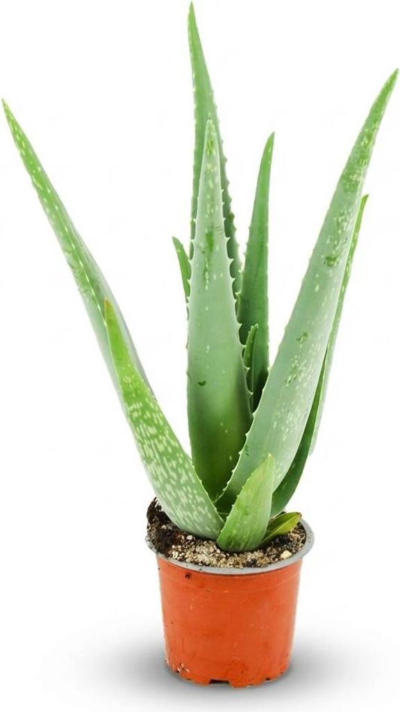 Aloe Vera Zimmerpflanze Ø10,5cm Höhe35–40cm – Pflegeleichte Sukkulente mit fleischigen Blättern – Sonnenliebende Pflanze für Wohnraum & B...