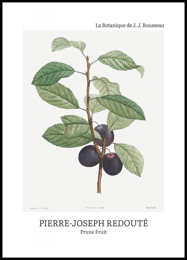 Plakat 70x100cm Design Prune Fruit, Redoute Vintage für das Wohnzimmer