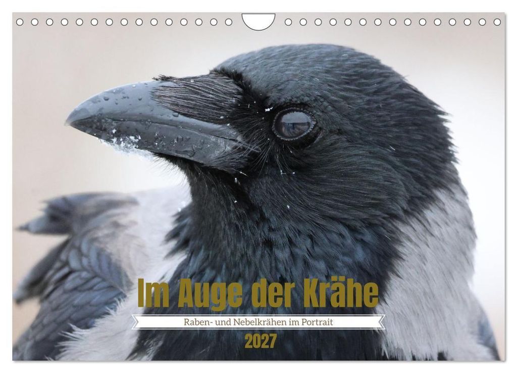 Im Auge der Krähe (Wandkalender 2027 DIN A4 quer), CALVENDO Monatskalender