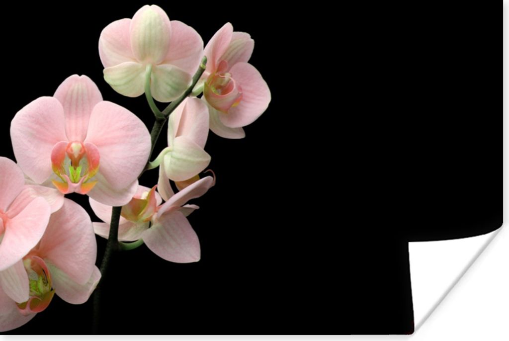 MuchoWow Poster Orchidee - Blumen - Rosa - Stilleben - Flora 120x80 cm - Bilder