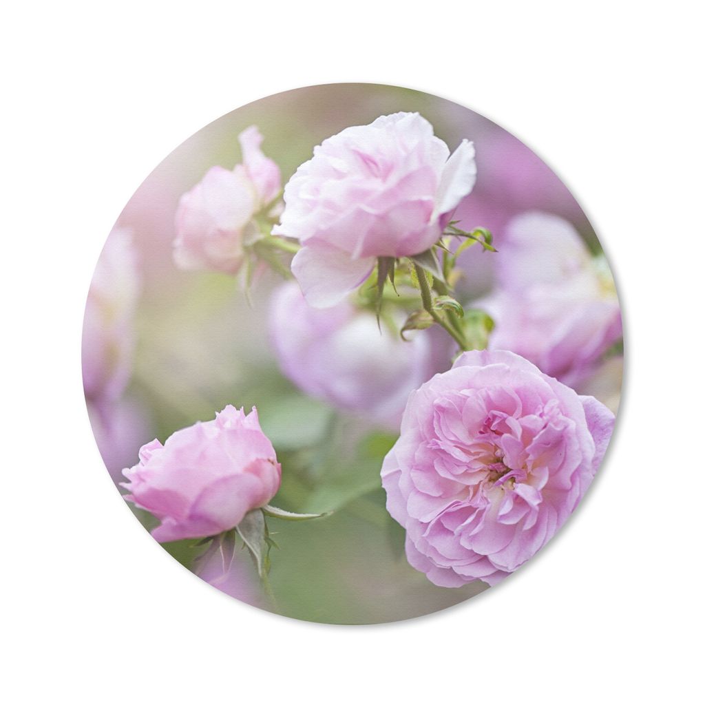 MuchoWow Mauspad Mousepad Pflanzen von rosa Rosen wachsen in der Natur 30x30 cm - Mousepads - Maus Mat - Pad - Mausunterlage - Tischunterlage - S...