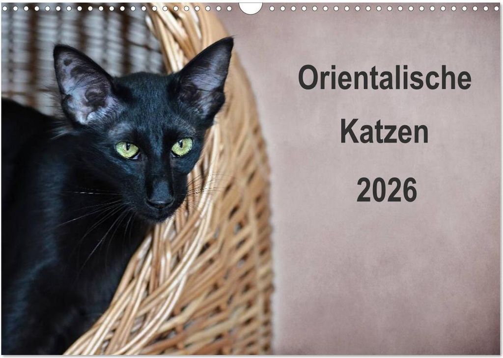 Orientalische Katzen (Wandkalender 2026 DIN A3 quer), CALVENDO Monatskalender