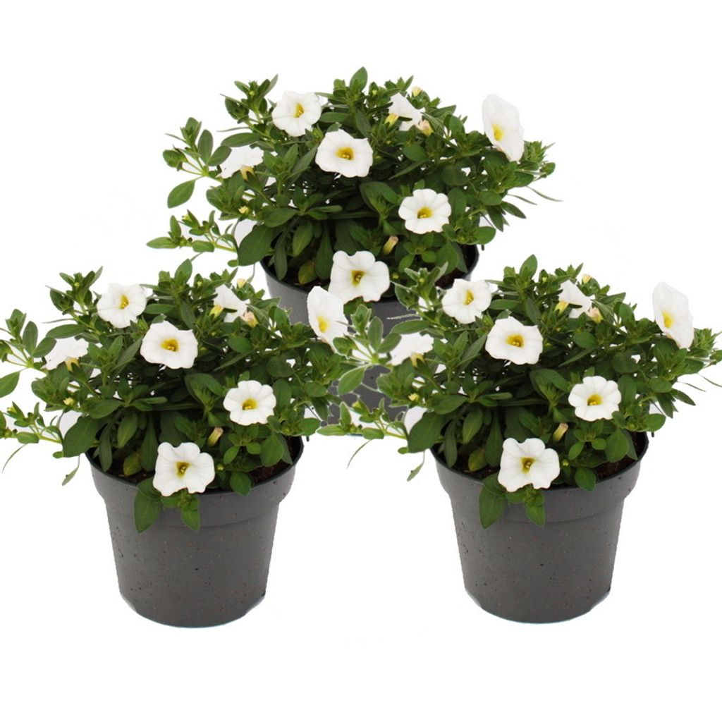 Magic bell - Mini závesná petúnia - Calibrachoa - 12cm Obrázok produktu 