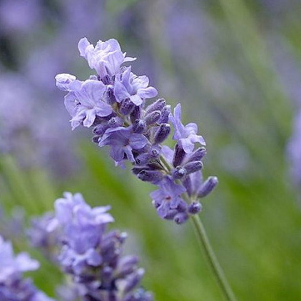 6 x Lavendel - Lavandula angustifolia 'Munstead' | Topf 9cm x 9cm