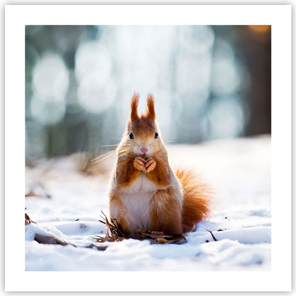 Poster - Poster ohne Rahmen - Eichhörnchen Winter Schnee Essen - 50x50 cm - Wand Bild - Wanddeko - Wandbilder - Kunstposter - Wandposter - Bilder ...