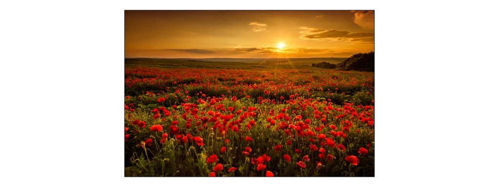 Muralo Fototapete Blumen 135 (B) x 90 (H) cm Vlies Tapete Wandtapeten Wohnzimmer Schlafzimmer moderne Wandbilder XXL Pflanzen Natur Wand Dekoration