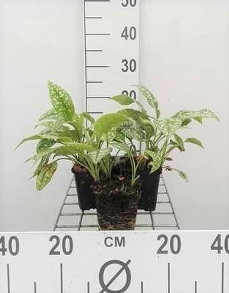6 x Pulmonaria sacch. 'Mrs Moon' - Braunelle - Topf 9 x 9 cm