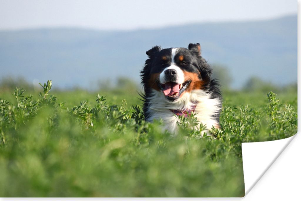 MuchoWow Poster Ein Berner Sennenhund im hohen Gras 120x80 cm - Bilder