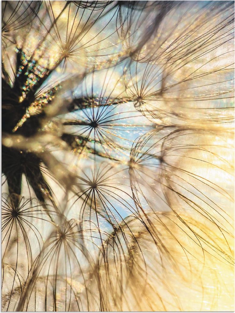 ARTland Wandbild Alu für Innen & Outdoor Pusteblume Poesie Größe: 30x40 cm