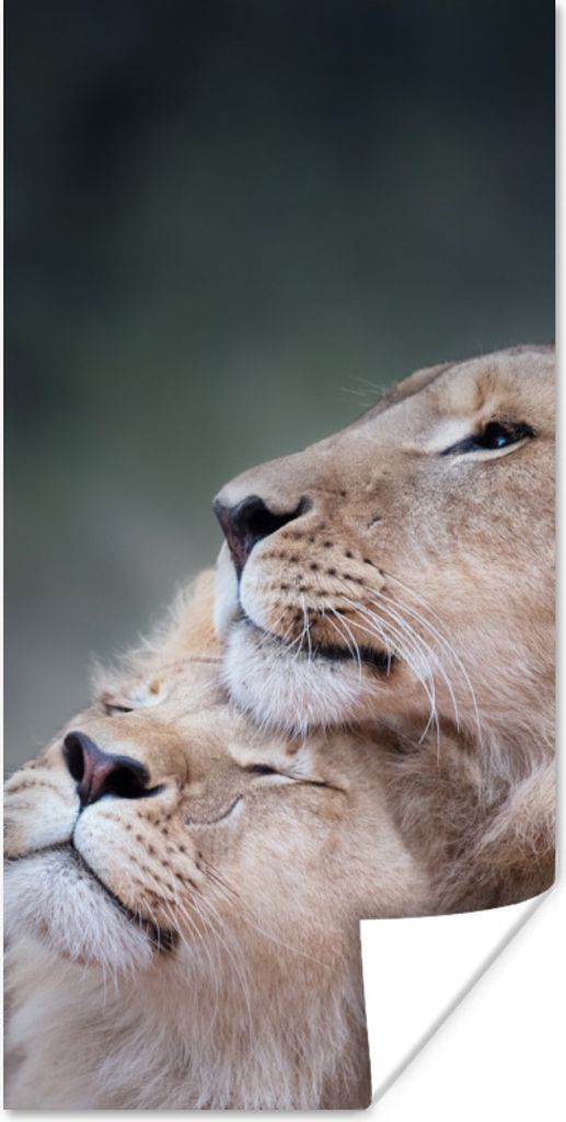 MuchoWow Poster Löwe - Wilde Tiere - Big Five 20x40 cm - Plakat - Foto