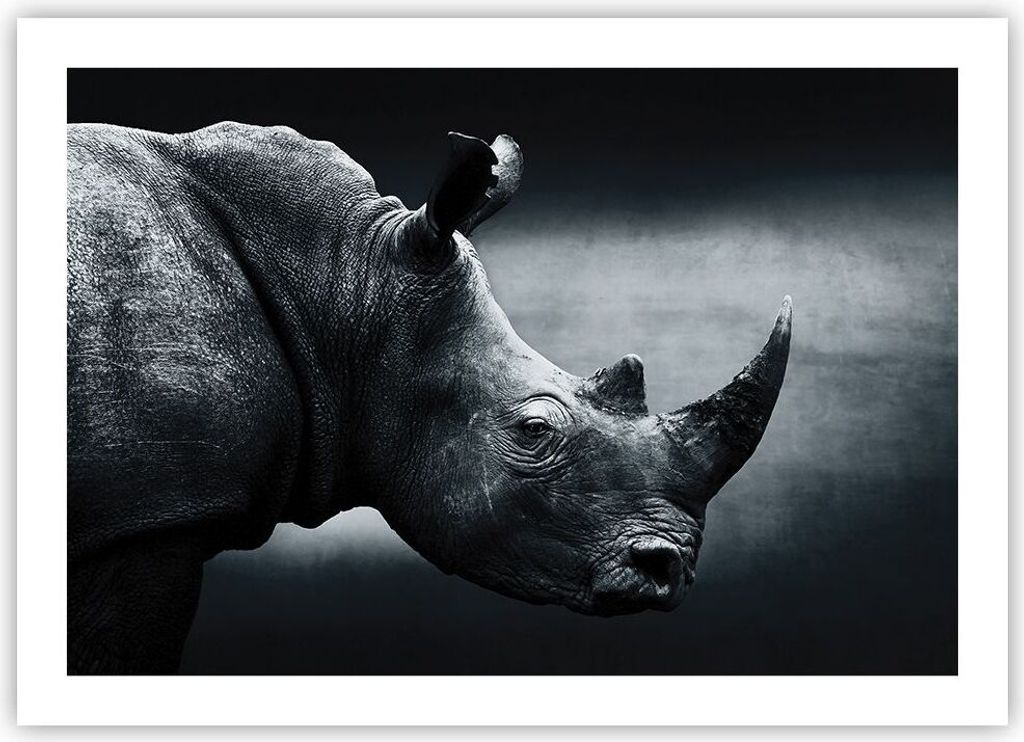 Poster - Poster ohne Rahmen - Nashorn Schwarzweiß Porträt - 70x50 cm - Wand Bild - Wanddeko - Wandbilder - Kunstposter - Wandposter - Bilder - Ku...