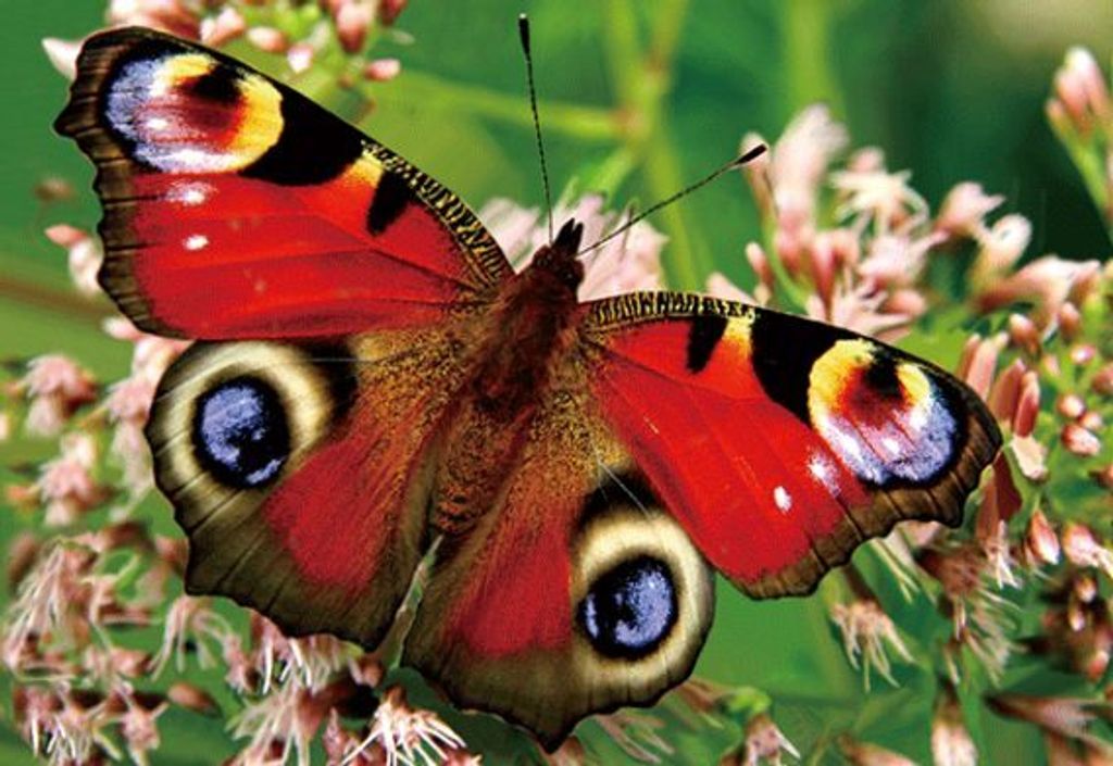 3 D Ansichtskarte Schmetterling, Tagpfauenauge, Postkarte Produktbild 