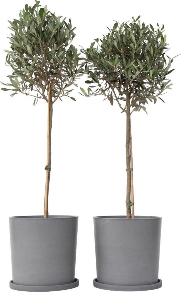 Olivenbaum - 2 Stk - Olea europaea - Hhe 90-100cm - 21cm