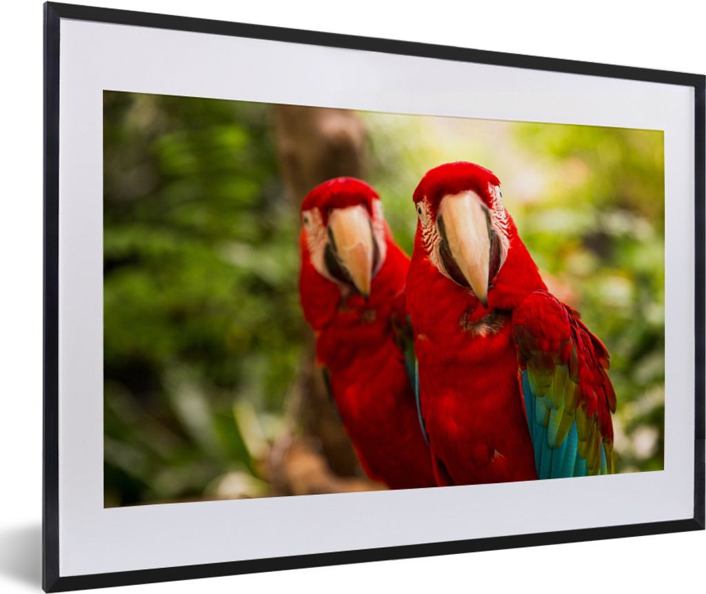MuchoWow MuchoWow Gerahmtes Poster Papageien - Vögel - Dschungel 60x40 cm - Poster mit zchwarzem Bilderrahmen - Schlafzimmer - Plakat in Rahme...