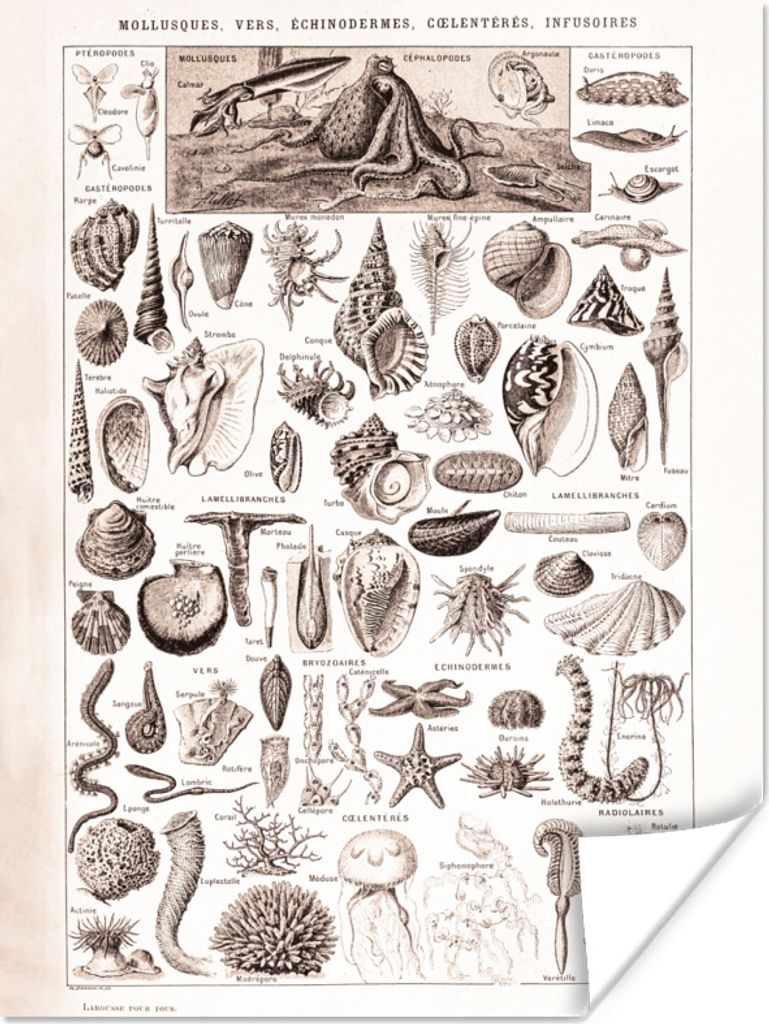 MuchoWow Poster Meerestiere - Muschel - Schwarz - Weiß 60x80 cm - Schlafzimmer Dekoration
