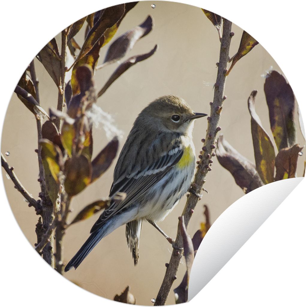 MuchoWow Gartenposter Outdoor-Poster Rund Vogel zwischen einem Zweig mit Blättern Ø 60 cm Gartendeko Rundes Poster draußen