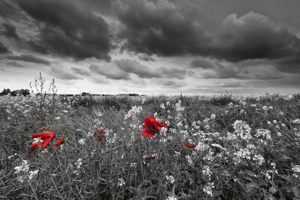 Fototapete - Poppies Black 375x250cm - Vliestapete