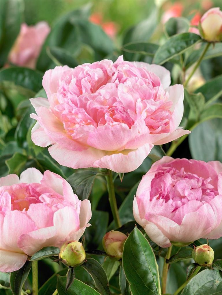 Paeonia lactiflora 'Raspberry Sundae', Pfingstrose, Produktbild 