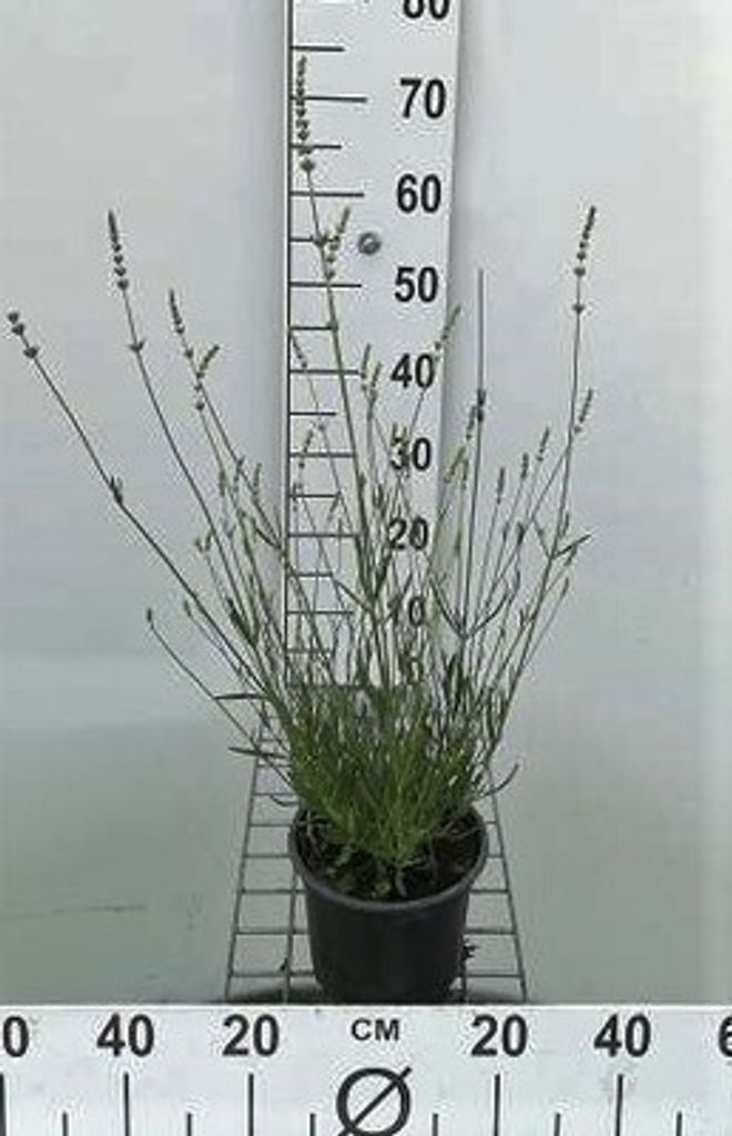 Lavandula int. 'Edelweiss' - Lavendel - Container 3 liter
