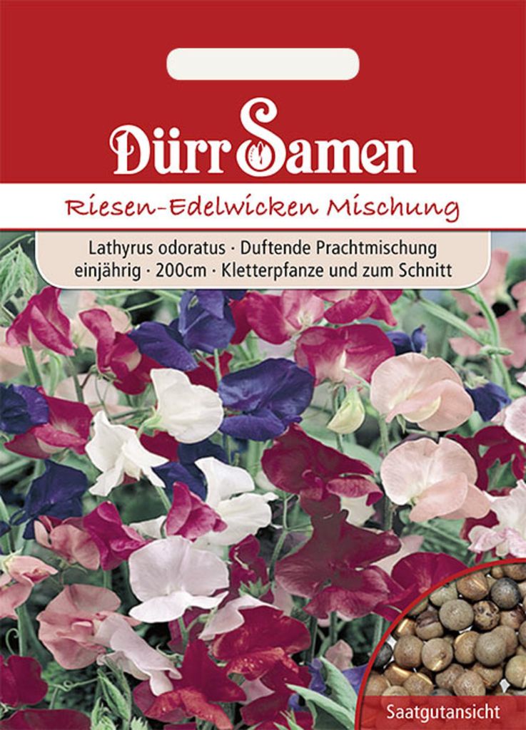 Riesen Edelwicke Mischung | Edelwickensamen von Dürr Samen Produktbild 