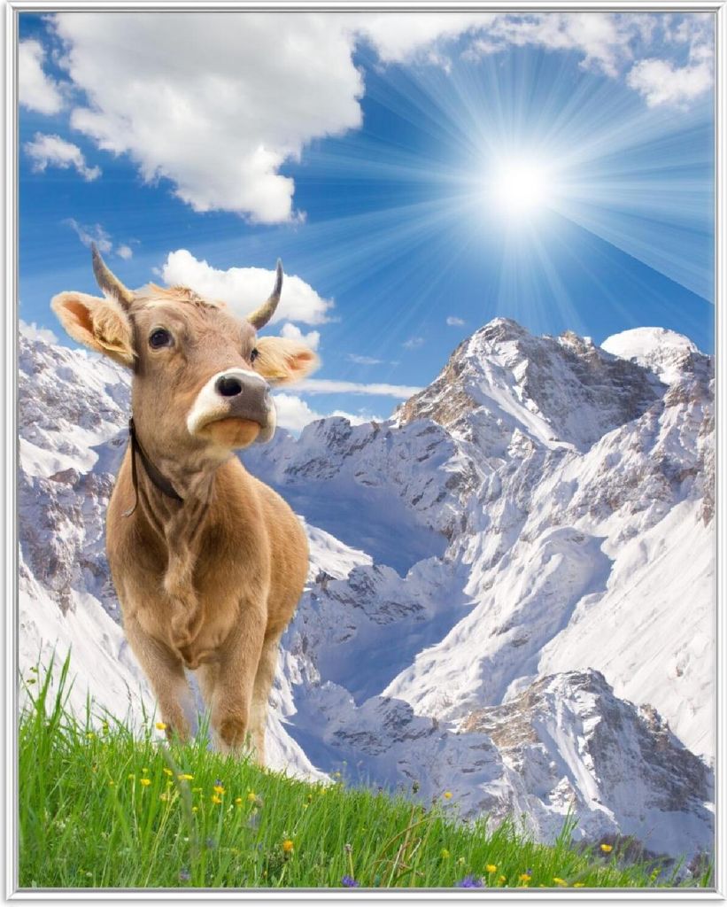 Wallario Wandbild Kuh im Sonnenschein in den Alpen, Größe: 40,30 x 50,30 cm, Poster mit weißem Aluminiumrahmen