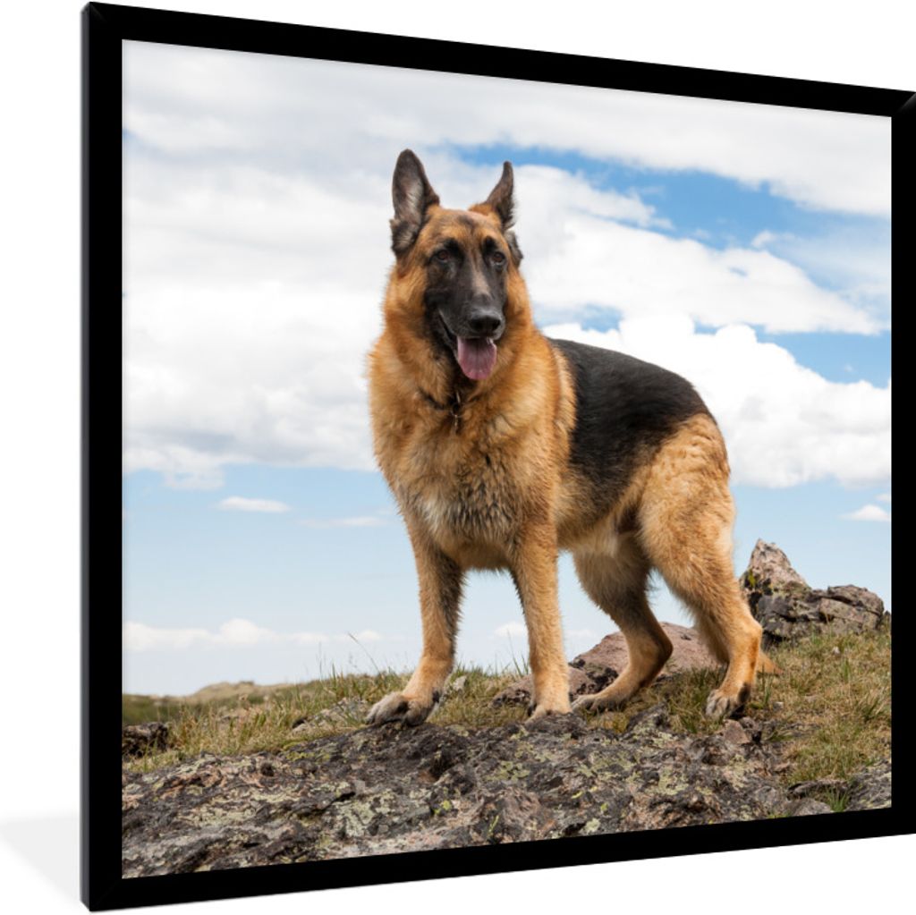 MuchoWow Gerahmtes Poster Deutscher Schäferhund auf einem Berg 40x40 cm - Poster mit Schwarzem Bilderrahmen Wandposter Rahmen Foto Bilder - Mit ...