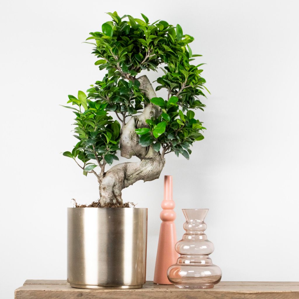 elm bonsai tree Chinese Elm Bonsai Tree main image 1