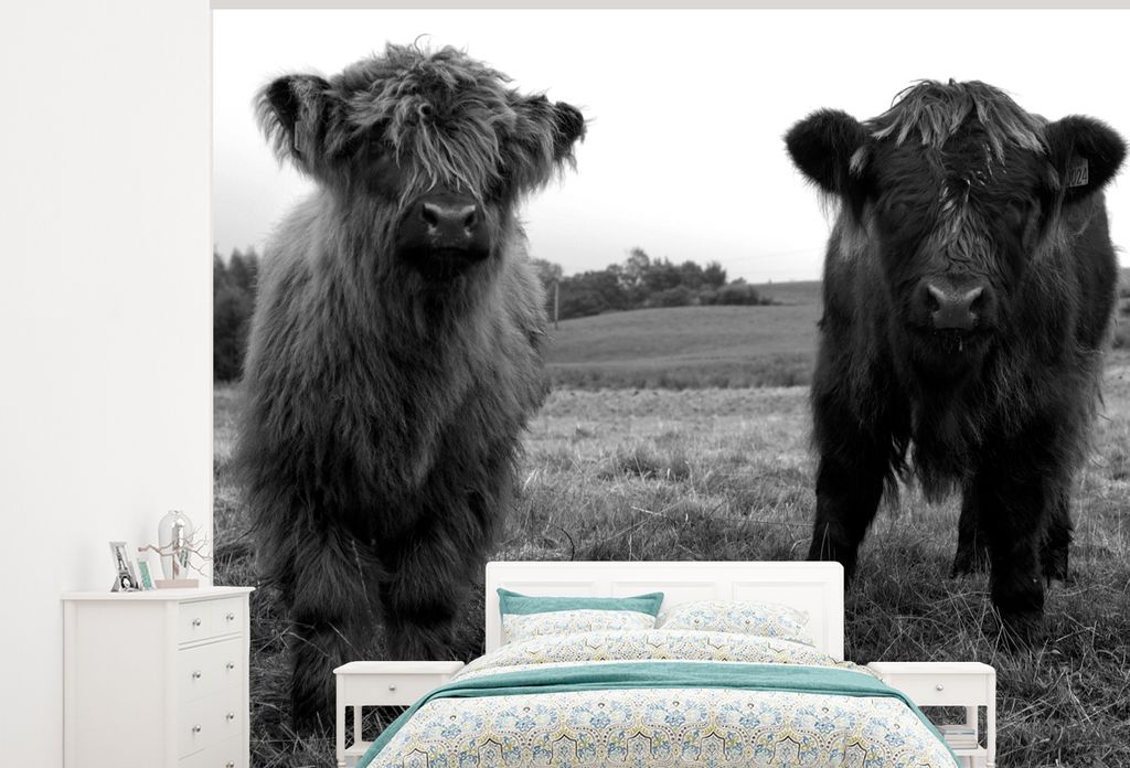 MuchoWow Fototapete für Wohnzimmer oder Schlafzimmer Wandtapete Vinyl Motivtapete Schottische Highlander - Kühe - Natur - Grün - Gras - 325x26...