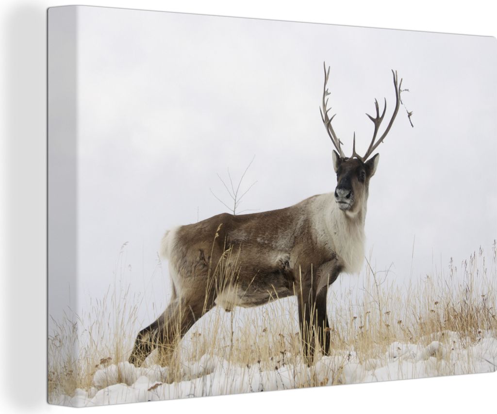 OneMillionCanvasses - Leinwandbilder - 150x100 cm, Ein Rentier vor einem weißen Himmel, Wandbilder Kunstdruck Wanddekoration