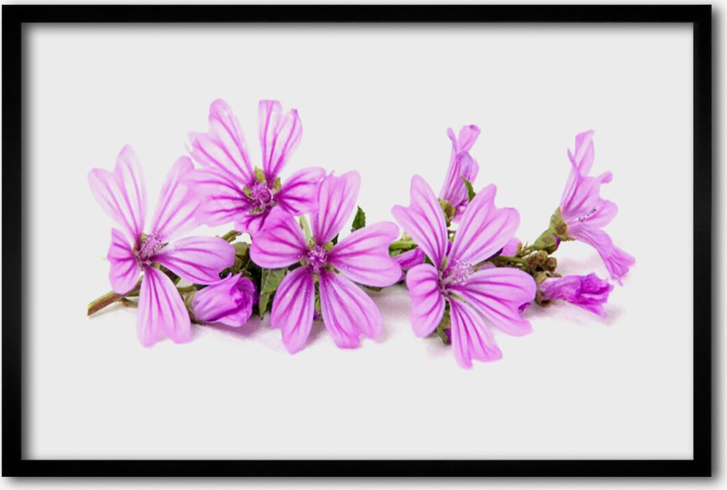 Bild 60x40 MDF-Rahmen Wandkunst Blumen Pflanzen Natur Produktbild 