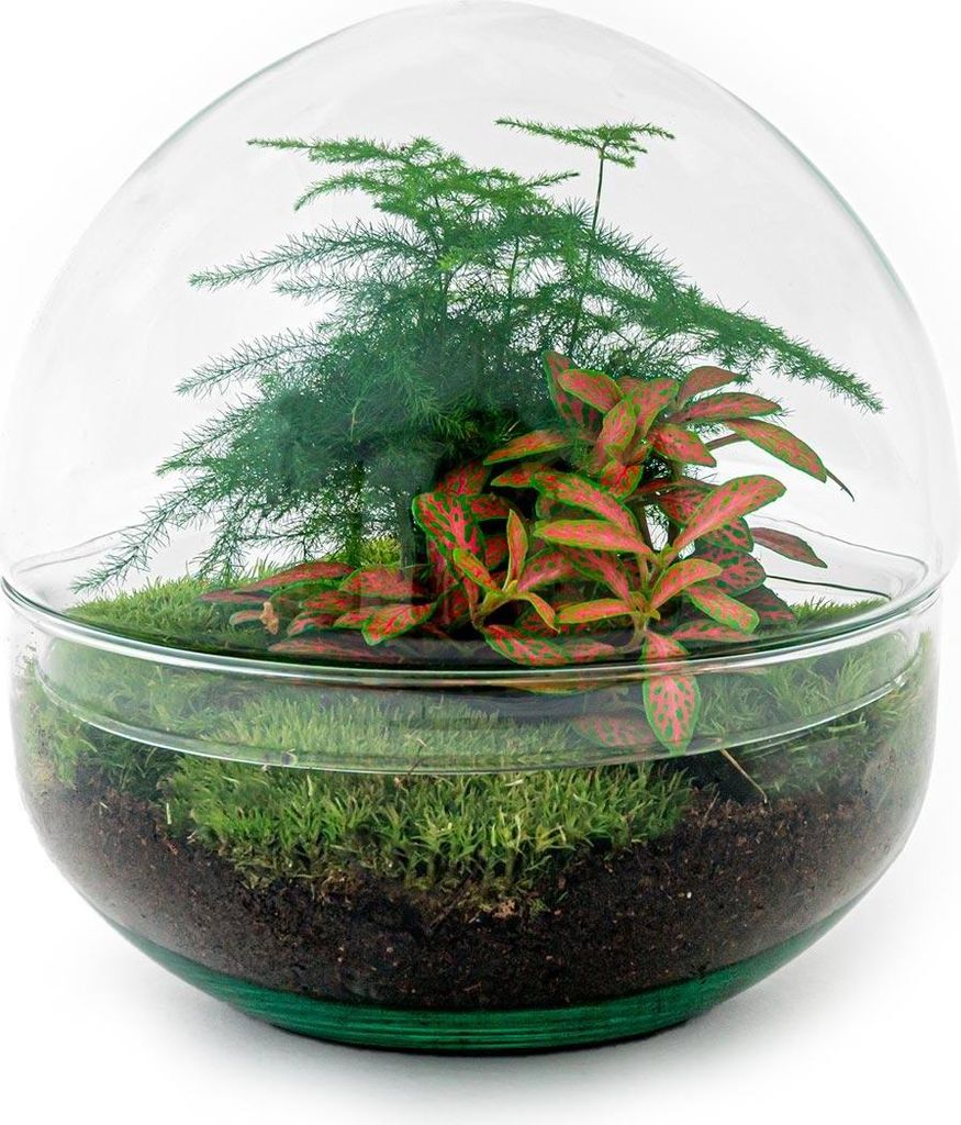 Flaschengarten "Dome" - Glaskugel - DIY-Pflanzenterrarium - 20 cm hoch