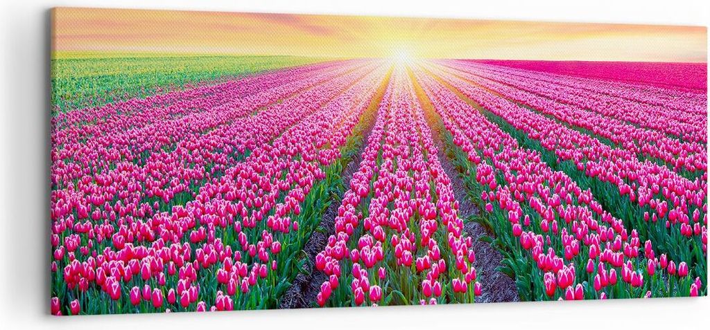 Bild auf Leinwand - Leinwandbild - Wiese Tulpen Sonnenuntergang Frühling - 120x50cm - Wand Bild - Wanddeko - Leinwanddruck - Bilder - Kunstdruck -...