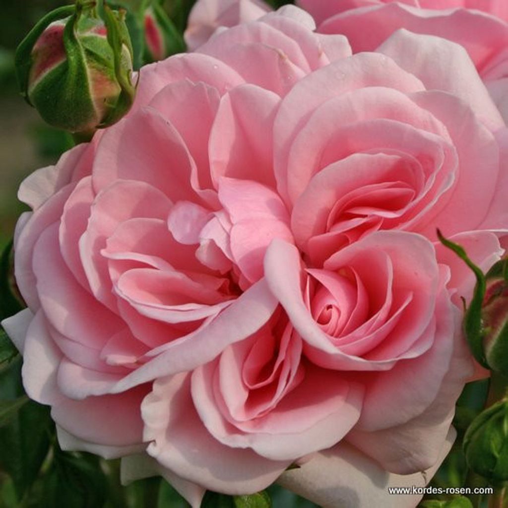 Rosa - Kordes Beetrose - Rosa 'Home And Garden'