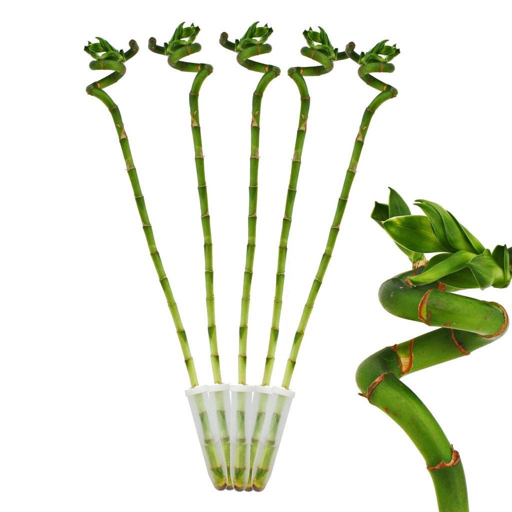 Glücksbambus 'Lucky Bamboo' - bellaflora Online Shop