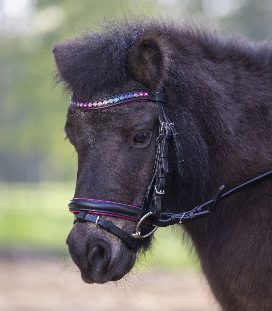 Waldhausen Trensenzaum Star Pinky Trense Schwarz Pony Produktbild