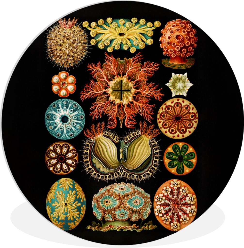 MuchoWow Rundes Wandbild - Runde Bilder Vintage - Ernst Haeckel - Meerestier - Natur - Meer - Kunst Ø 60 cm Kreis Wanddekoration Kunststoff - Wa...