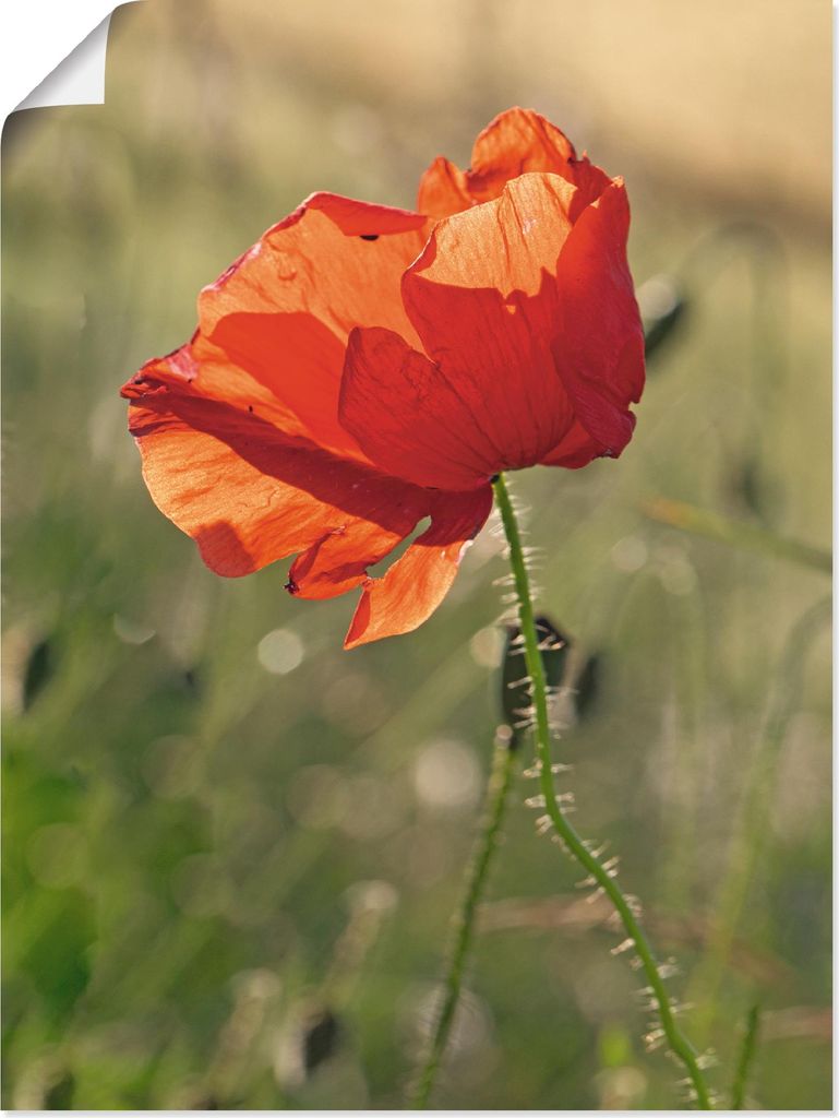 ARTland Poster Mohnblume Größe: 90x120 cm