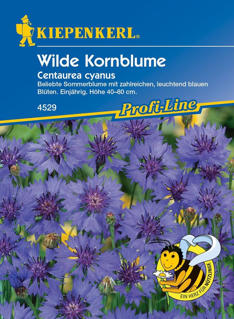 Wilde Kornblume, beliebte Sommerblume mit zahlreichen Blüten, Nektarspender