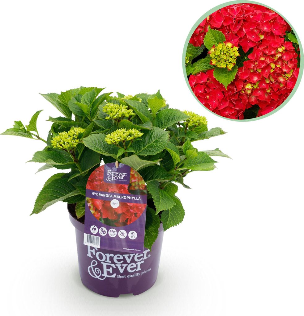 Green boutiQ - Balkonpflanze - Hortensie - Hydrangea Forever & Ever - Rot - 7-12 Blumen - Topf 23cm Höhe 55cm