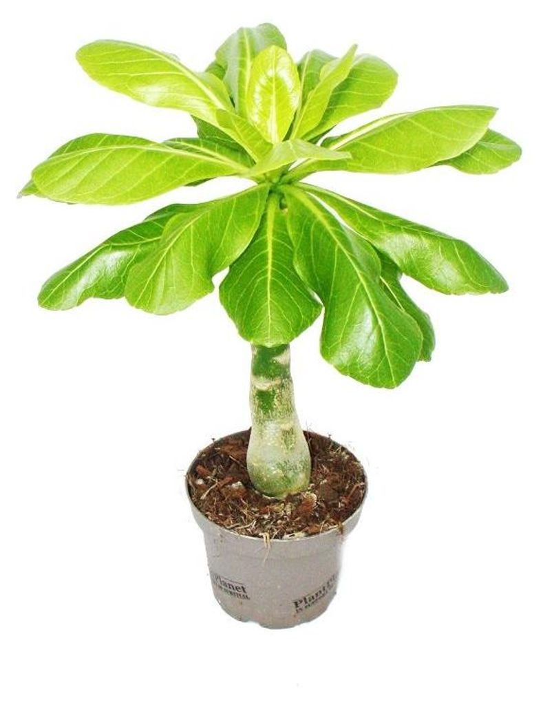 Hawaii-Palme -Brighamia insignis