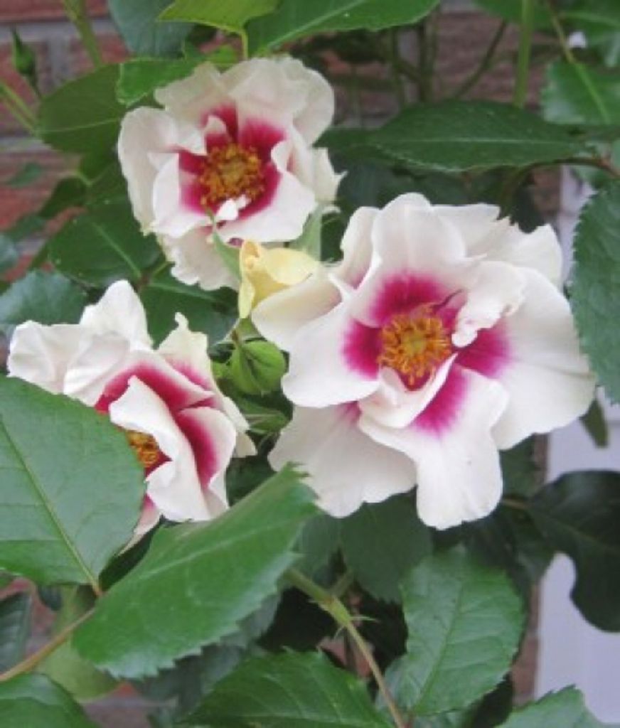 Rosa SEE YOU in purple - Beetrose SEE YOU in purple - Kordes Rose