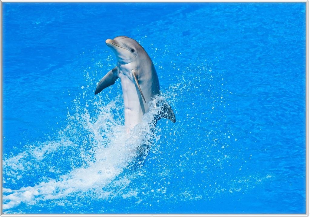 Wallario Wandbild Fröhlicher Delfin im blauen Wasser, Größe: 70,30 x 100,30 cm, Poster mit weißem Kunststoffrahmen