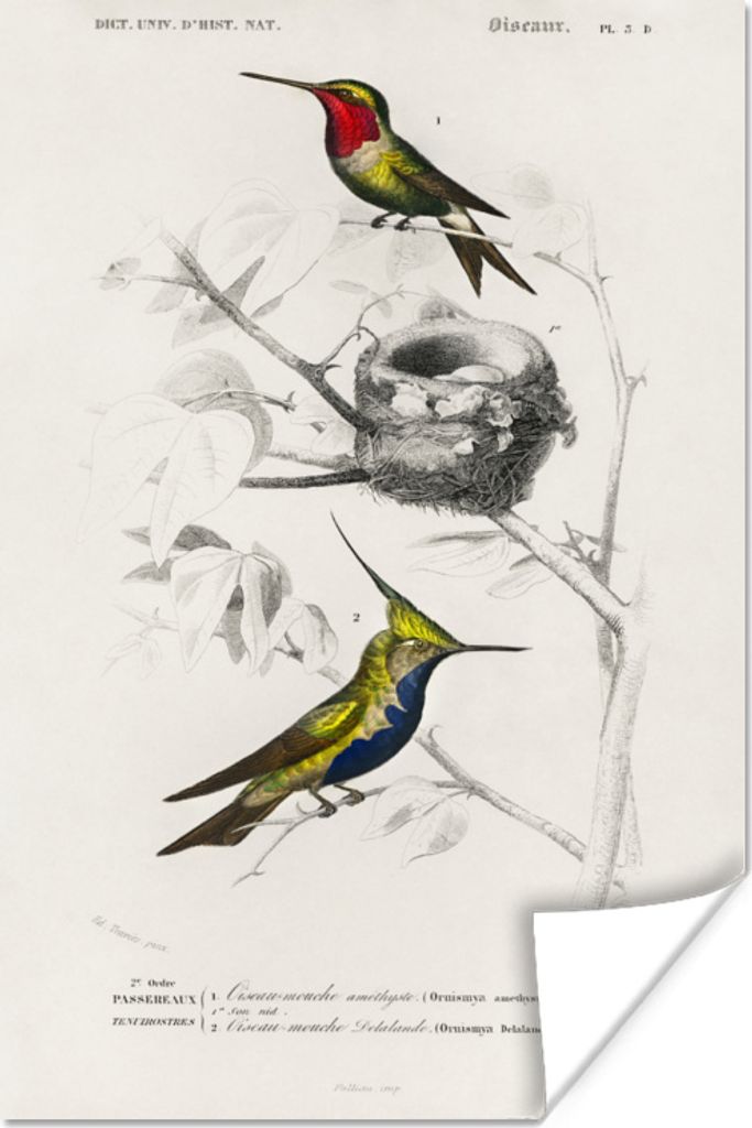 MuchoWow Poster Vogel - Vintage - Zweig 60x90 cm - Wanddekoration