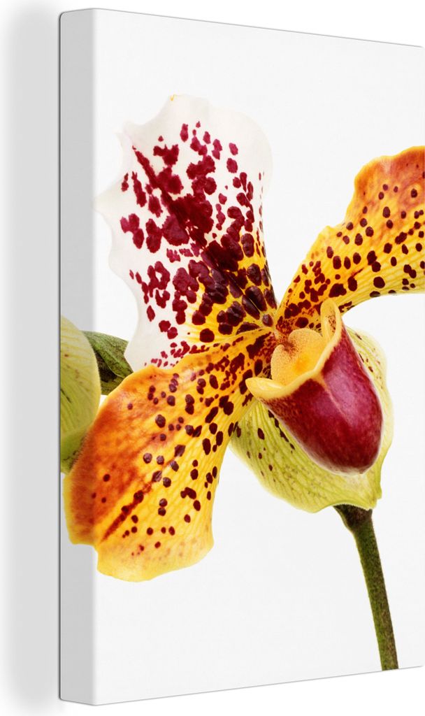 OneMillionCanvasses - Leinwandbilder - 90x140 cm, Orange Orchidee, Wandbilder Kunstdruck Wanddekoration - Foto auf Leinwand - Gemälde auf Holzra...