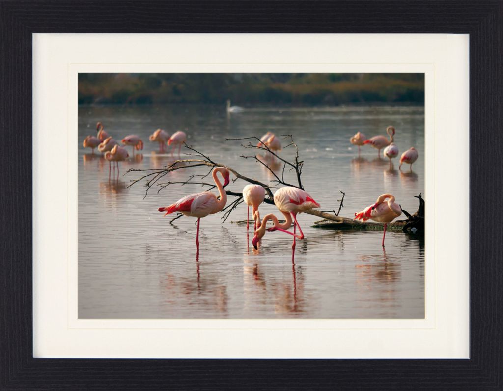 Flamingos Gerahmtes Bild Mit Edlem Passepartout | Wand-Bilder | Im Bilderrahmen - Rosa Flamingos In Einem Teich In Der Camargue (30 x 40 cm)
