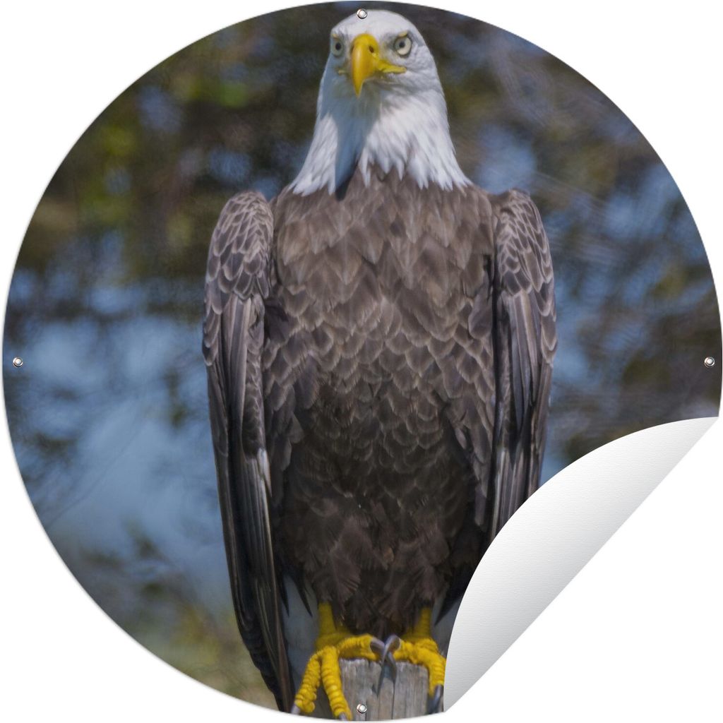 MuchoWow Gartenposter Outdoor-Poster Rund Ein Weißkopfseeadler sitzt auf einem Holzpfahl Ø 60 cm Gartendeko Rundes Poster draußen