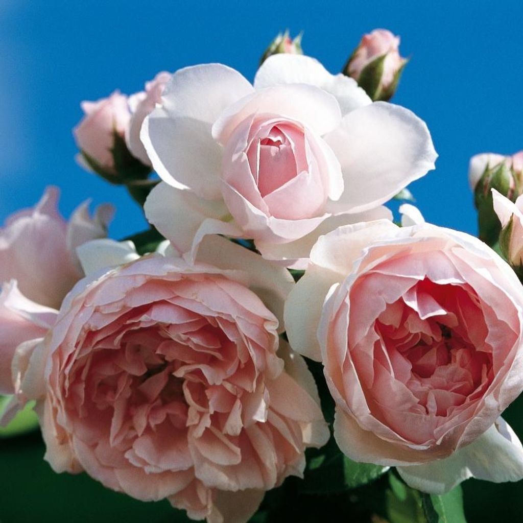 Strauchrose Cinderella Korfobalt , Kordes, 2003, Co. 5 L